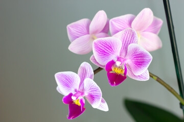 Fototapeta na wymiar Close up view of beautiful Phalaenopsis in white, pink and violet colors with blurred background. Selective focus. 