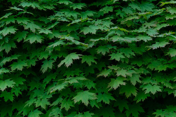 green young leaves of the bush