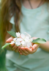 Little girl's hands hold delicate white flowers of apple tree. Image with selective focus