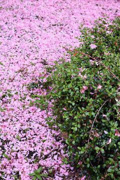 Pink Cherry Flower Petals Falling Under Japanese Cherry Trees, Covering The Ground In A Garden Create Beautiful Carpet Of Flowers At The End Of The Sakura Season.