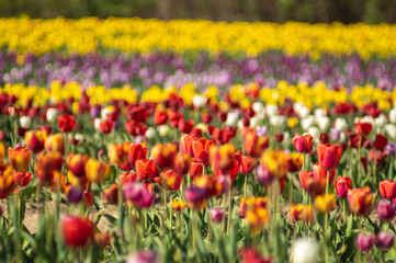 Colorful field of multicolored tulips in spring