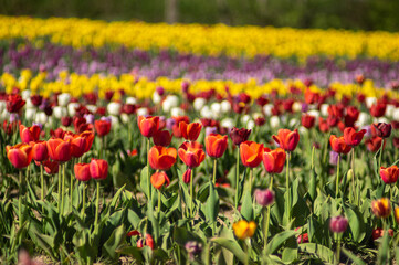 Colorful field of multicolored tulips in spring