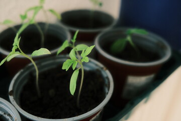 Junge Pflanzen im Topf