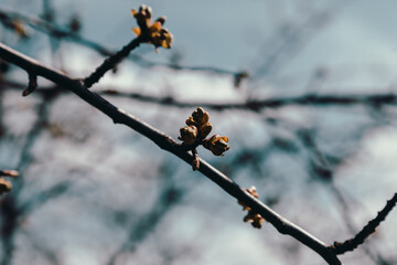 leaf buds