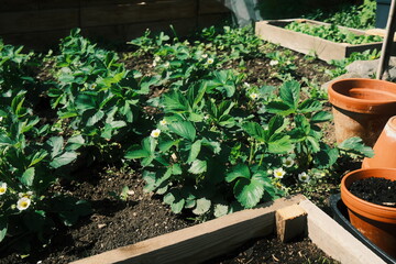 Erdbeerpflanzen im Garten