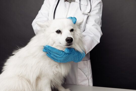 Veterinarian cheks the ears of white dog on table in vet clinic on grey background