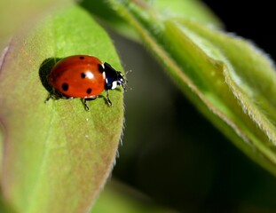 Ladybird on a leaf at Calgary Canada