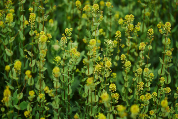 Obraz premium Close-up of yellow blooming flowers in the field