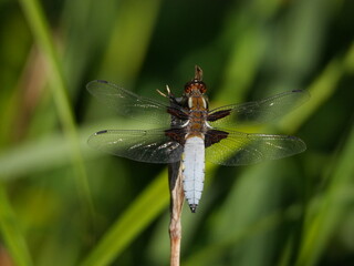 Wide bodied chaser