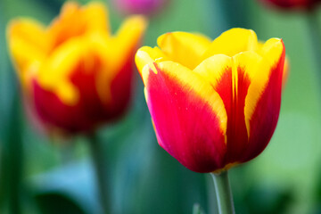 Fototapeta premium Tulpen
