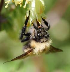 Bee pollenating the flower at Calgary Alberta Canada