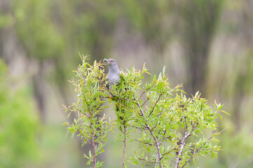 Birds Common Cuckoo Cuculus canorus. In the wild