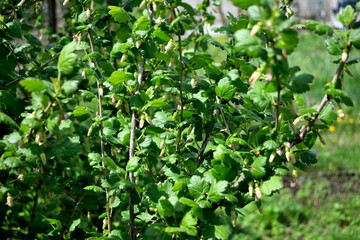 flowering currant bush, close-up as texture for background