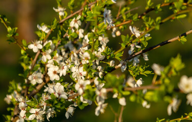 apple blossom
