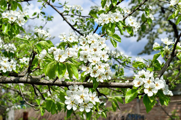 Cherry blossoms, close up as texture for background