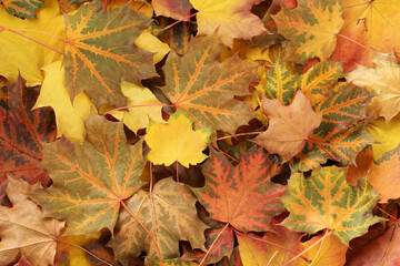 Naklejka na ściany i meble Autumn background - top down view of a heap of dried yellow, green, orange and red maple leaves. Closeup