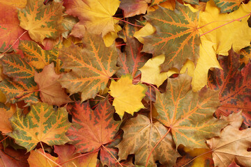 Naklejka na ściany i meble Autumn background - top down view of a heap of dried yellow, green, orange and red maple leaves. Closeup