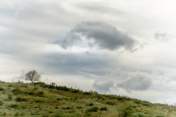 Fototapeta premium Silhouettes of trees in spring in the mountain.