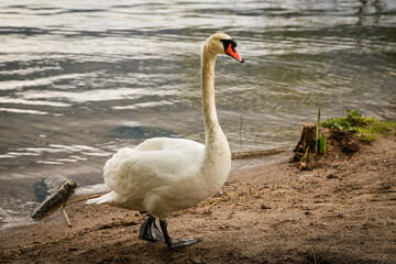 A swan walking a lakeside beach. 