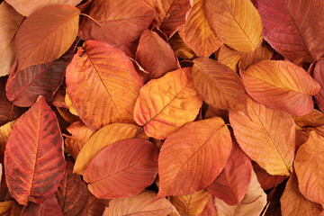 Autumn background – top down view on heap of dried orange, pink, yellow leaves. Closeup