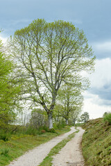 Silhouettes of trees in spring in the mountain.