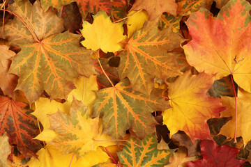 Autumn background - top down view of a heap of dried yellow, green, orange and red maple leaves. Closeup