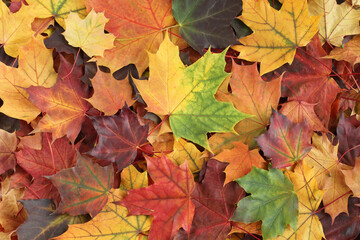 Naklejka na ściany i meble Autumn background - top down view of a bunch of dried yellow, green, orange, purple and red maple leaves. Closeup
