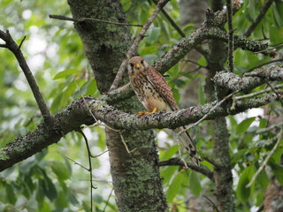 Kestrel