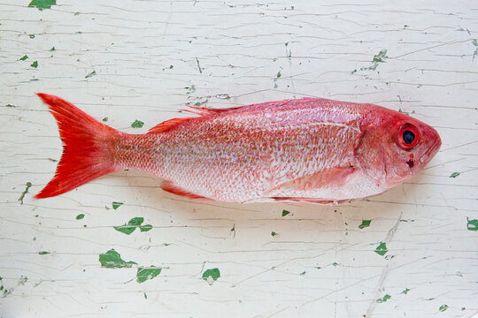 Whole red snapper fish 