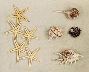 Fototapeta na wymiar Sea shells and Starfishes on the sand. Top down view. Closeup