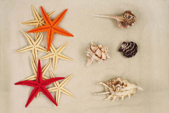 Colorfully painted Starfishes and seashells on light gray sand. Top down view. Closeup