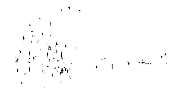 Mass migration movement. Crowd of birds behaviour. Flocking boids simulation. Swarm formation. 3d render