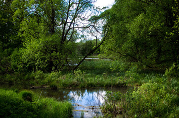 A river in an abandoned park, turned into a swamp and overgrown