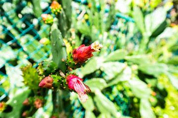 Closed cactus blossom in a community garden.
