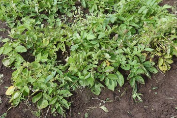 Kitchen garden work. Potato harvest.