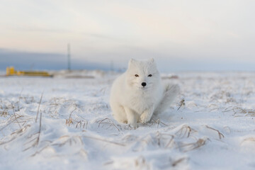 Arctic fox (Vulpes Lagopus) in winter time in Siberian tundra with industrial background. - obrazy, fototapety, plakaty