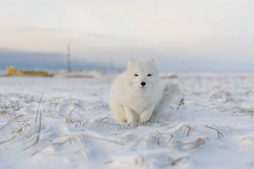 Fotobehang Arctic fox (Vulpes Lagopus) in winter time in Siberian tundra with industrial background. © Alexey Seafarer