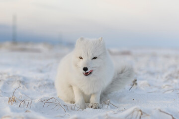 Arctic fox (Vulpes Lagopus) in winter time in Siberian tundra with industrial background.