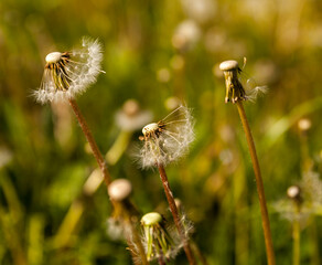 Dandelion seeds in the grass