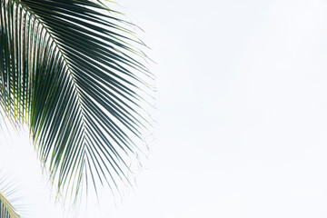 Green coconut palm leaves isolated on a white sky background in Mexico