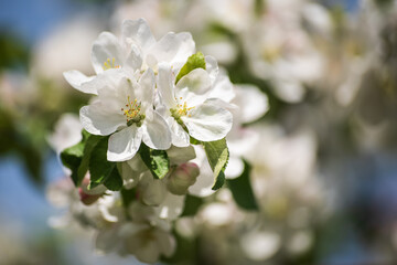 Fototapeta na wymiar Beautiful spring apple tree flowers blossom, close up. Spring orchard branches sway in the wind.