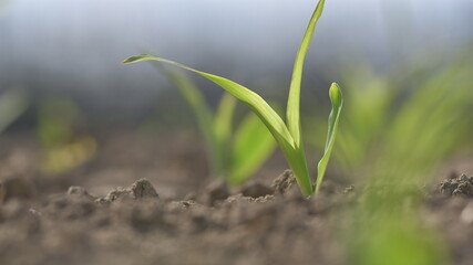 Germoglio di mais con sfondo sfocato in un campo arato 