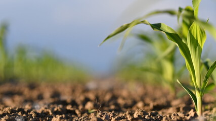 Germoglio di mais con profondità di campo 