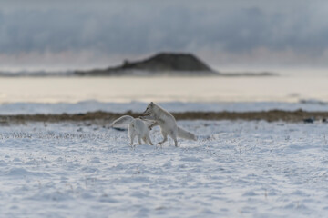 Two young arctic foxes playing in wilde tundra with industrial background.