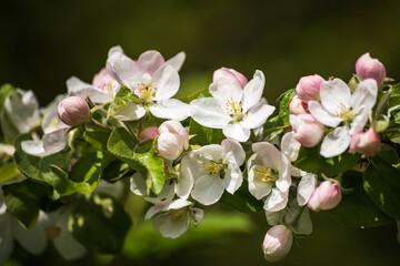 Fototapeta na wymiar Beautiful spring apple tree flowers blossom, close up. Spring orchard branches sway in the wind.