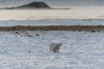 Two young arctic foxes playing in wilde tundra with industrial background.