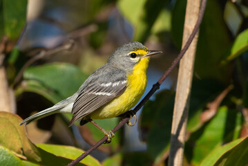 Fototapeta premium Adelade's Warbler perch. Small yellow bird 