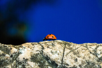 Ladybug on a stone, in the background water and a reflection of the sky