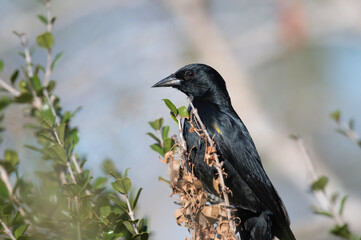 Yellow-shouldered Blackbird, endemic puerto rico bird
