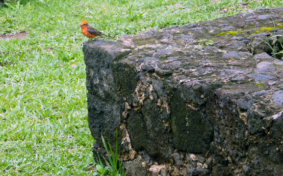 p&aacute;jaro rojo